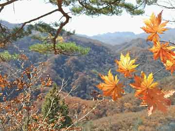 最新武魂覺(jué)醒神殿攻略大全，帶你探索神秘殿堂！